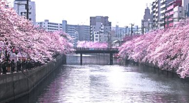 OOKAGAWA River (Yokohama)