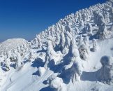 The Frost-Covered Trees of Hakkoda Mountains