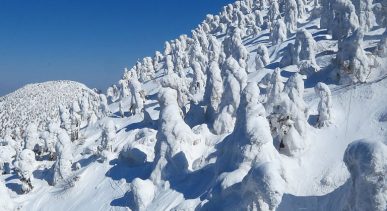 The Frost-Covered Trees of Hakkoda Mountains