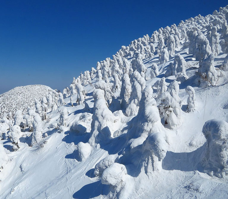 The Frost-Covered Trees of Hakkoda Mountains