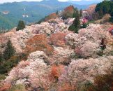 ดอกซากุระบานบนภูเขาโยชิโนยามะ Yoshinoyama Cherry Blossom