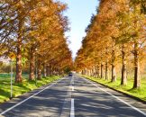 metasequoia Namiki Avenue