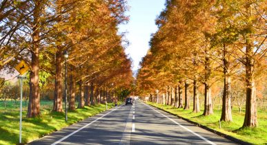 metasequoia Namiki Avenue