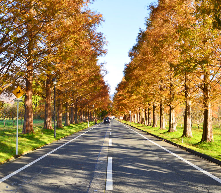 metasequoia Namiki Avenue