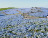 สวนฮิตาชิ ซีไซด์ ปาร์ค Hitachi Seaside Park