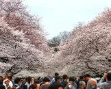 Ueno Park