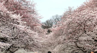 Ueno Park