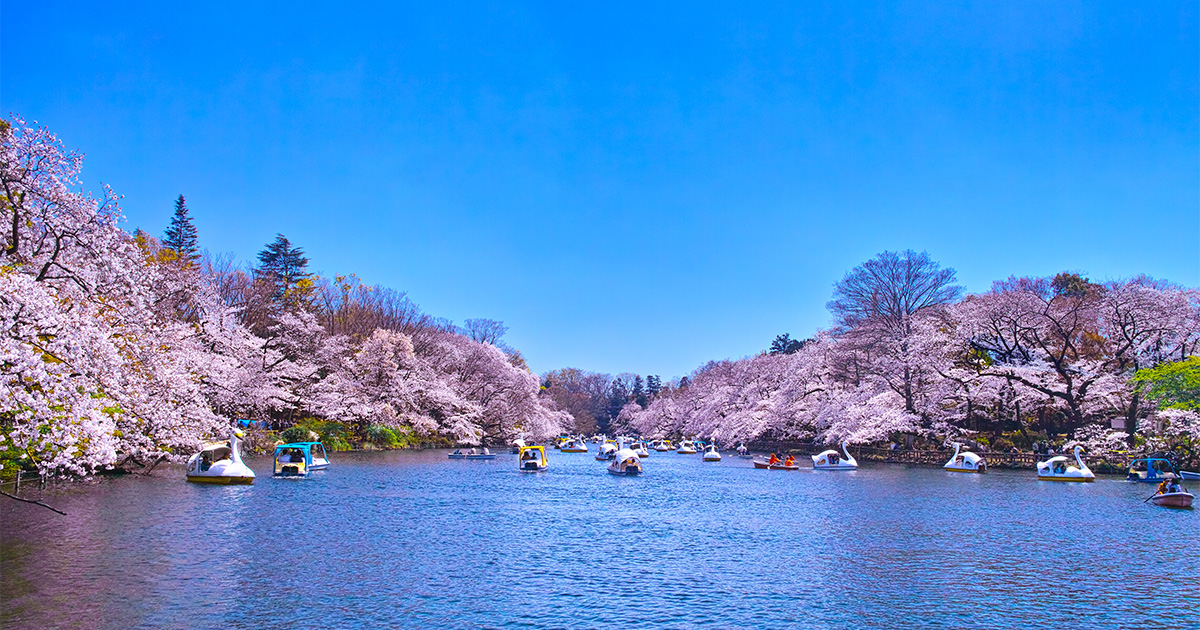 สวนอินอกาชิระ