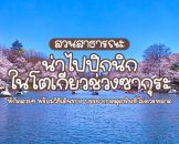ซากุระ