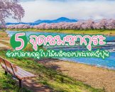 ซากุระ